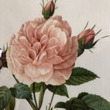 Dreaded Frame Rosa "Rosa alba Regalis"