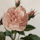 Dreaded Frame Rosa "Rosa alba Regalis"