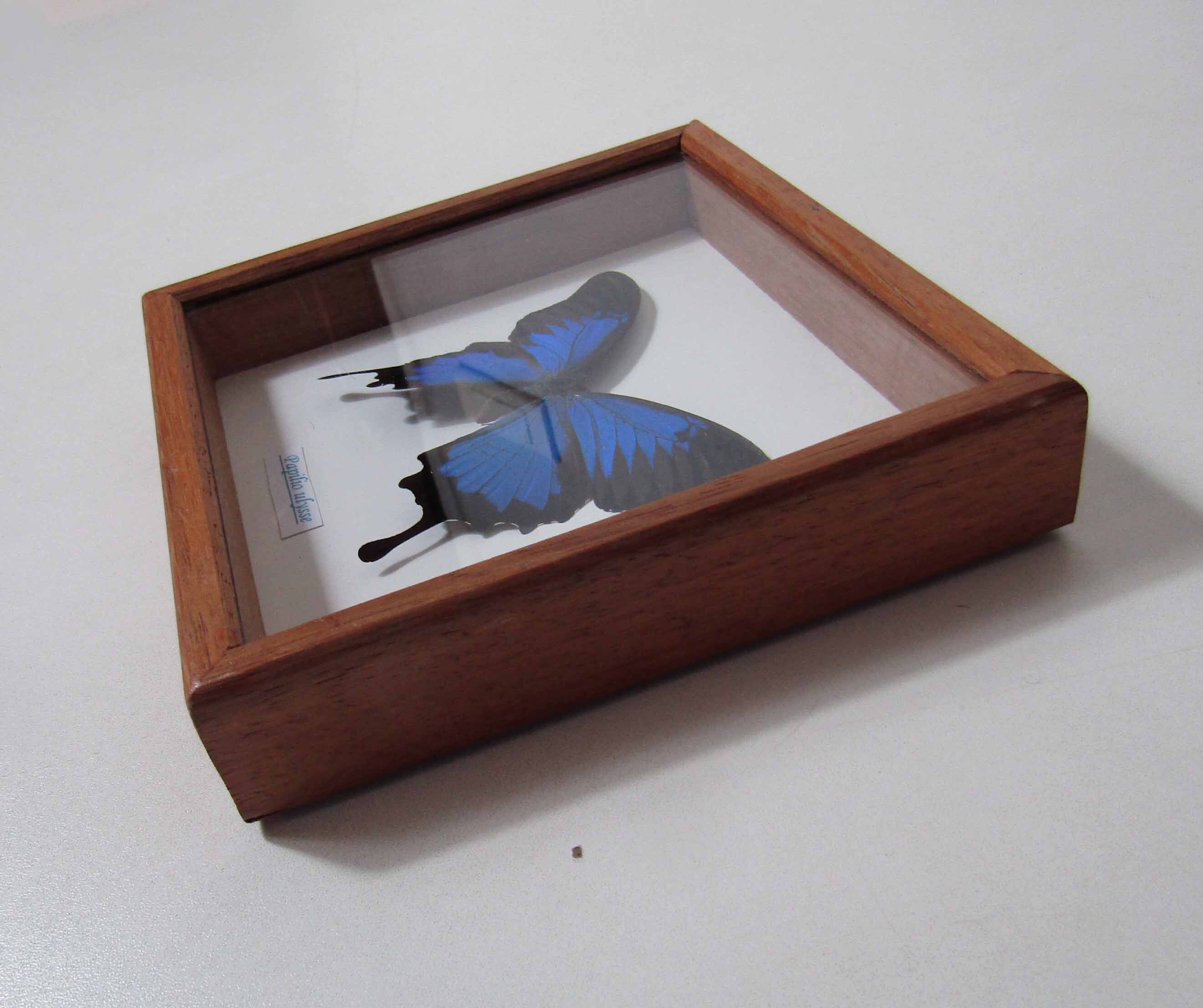 Naturalized blue butterfly ulysses