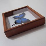 Naturalized blue butterfly ulysses