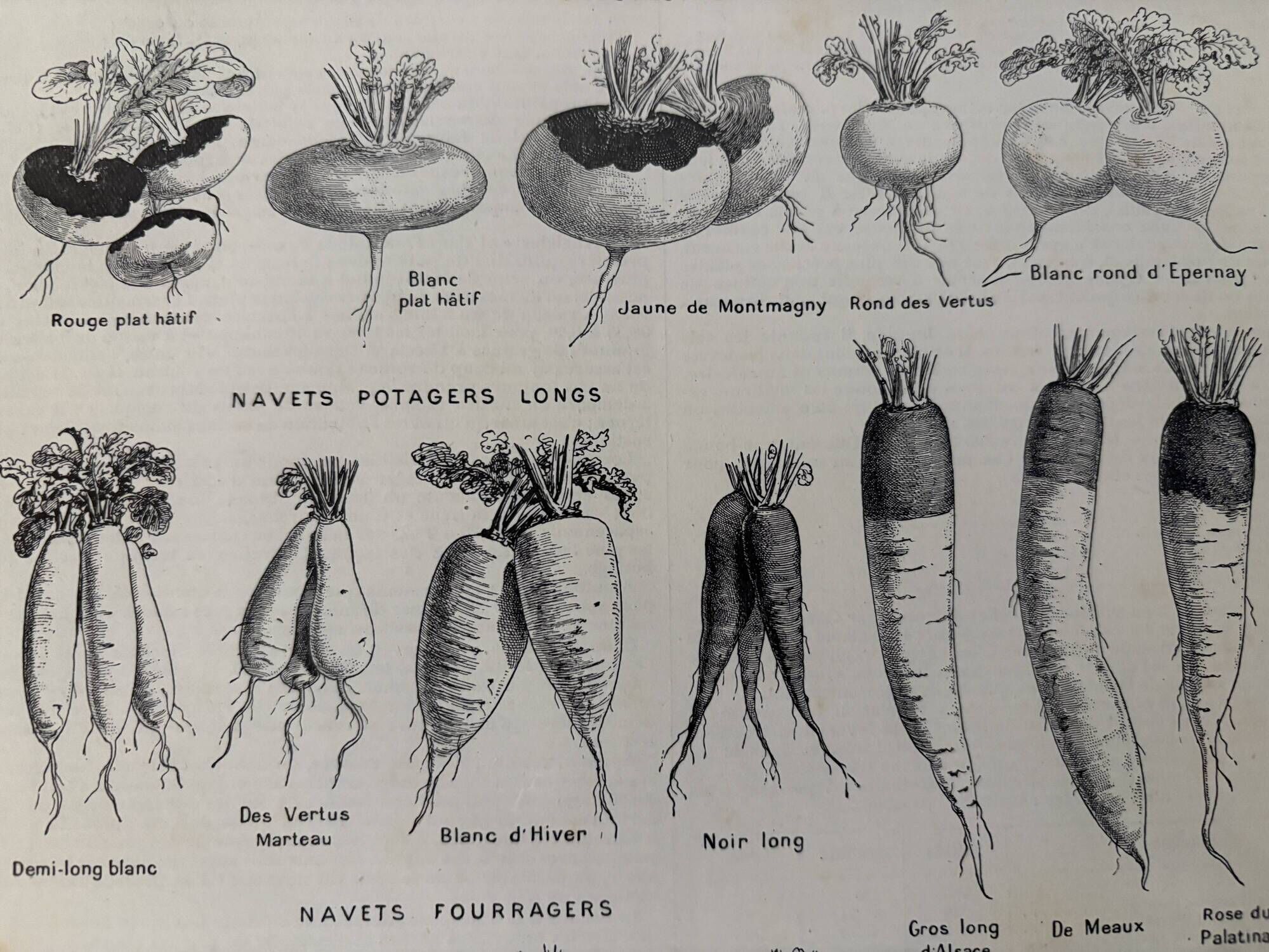 Old engraving on the turnip (1920)