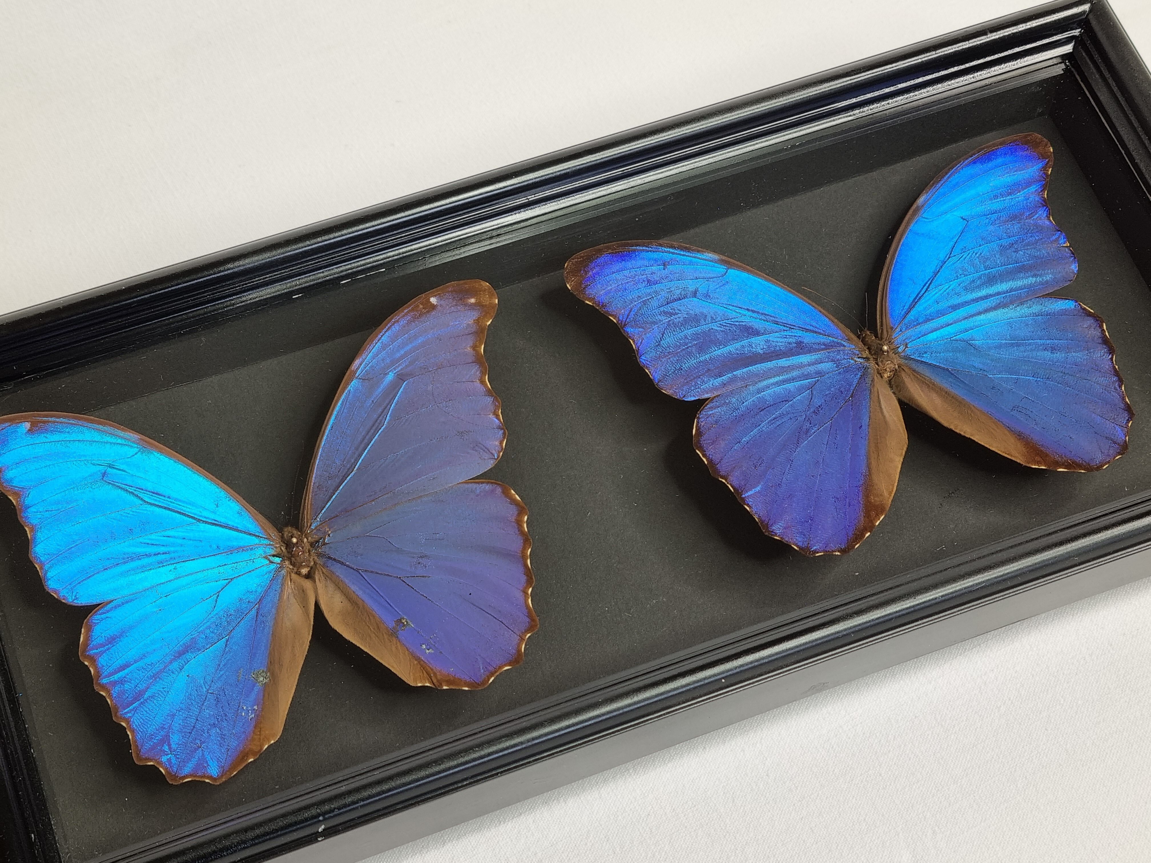 Stuffed butterflies, composition framed under glass, 35 cm