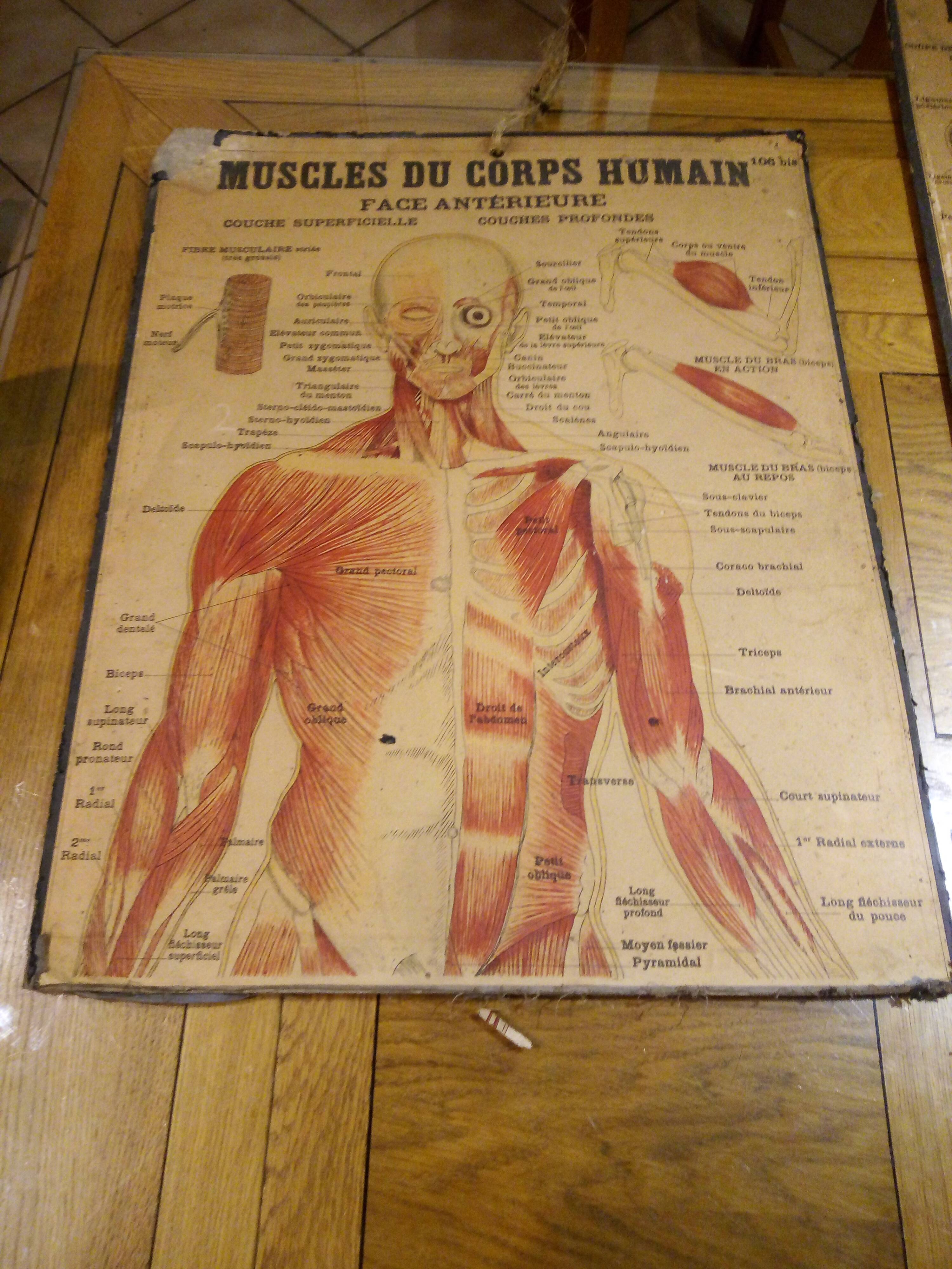Series of anatomical boards