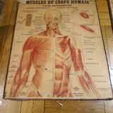 Series of anatomical boards