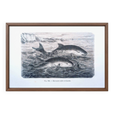 Printed in 1886, The Porpoises
