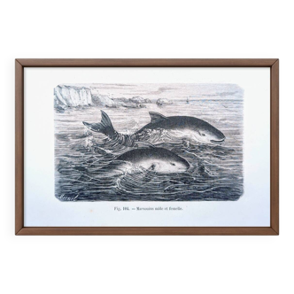 Printed in 1886, The Porpoises