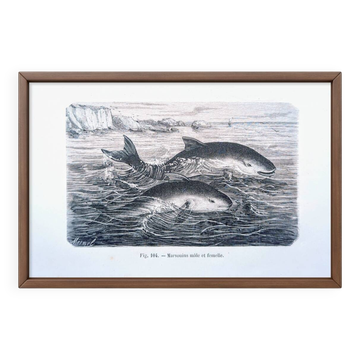 Printed in 1886, The Porpoises