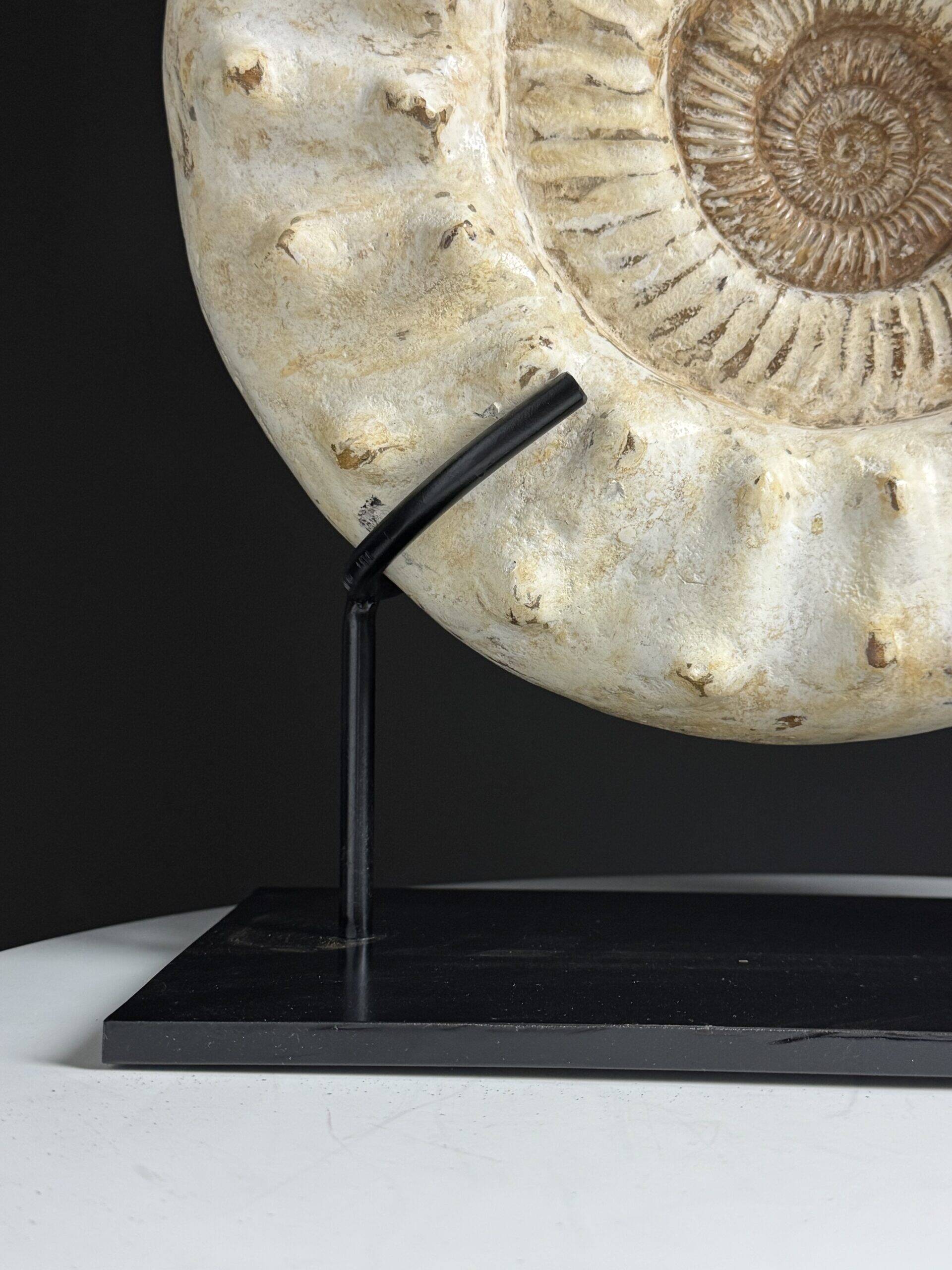 Fossile d'ammonite sur support