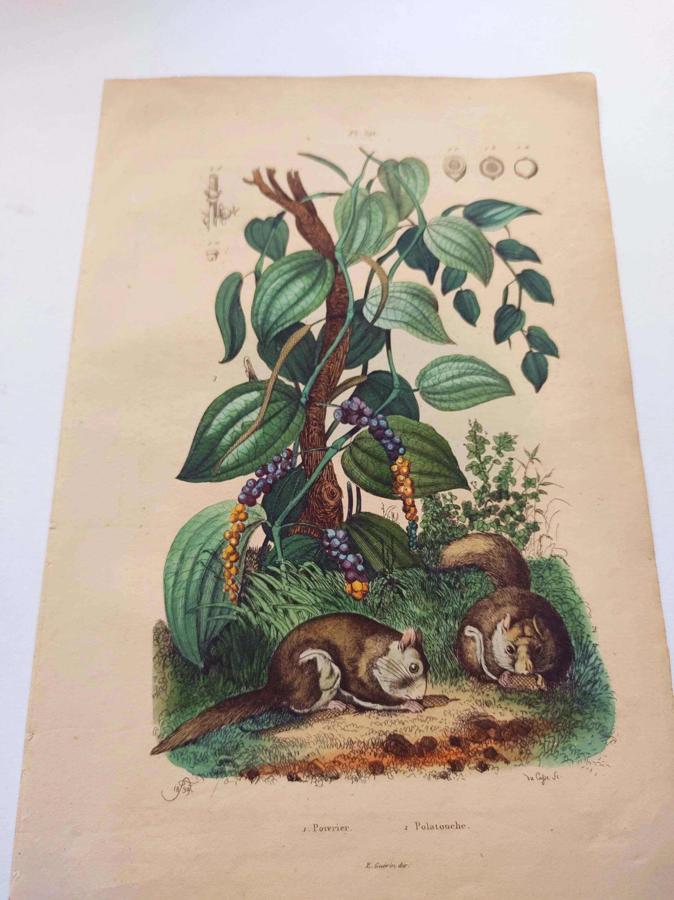Old engraving from 1839 - Pepper tree - Manually coloured lithograph