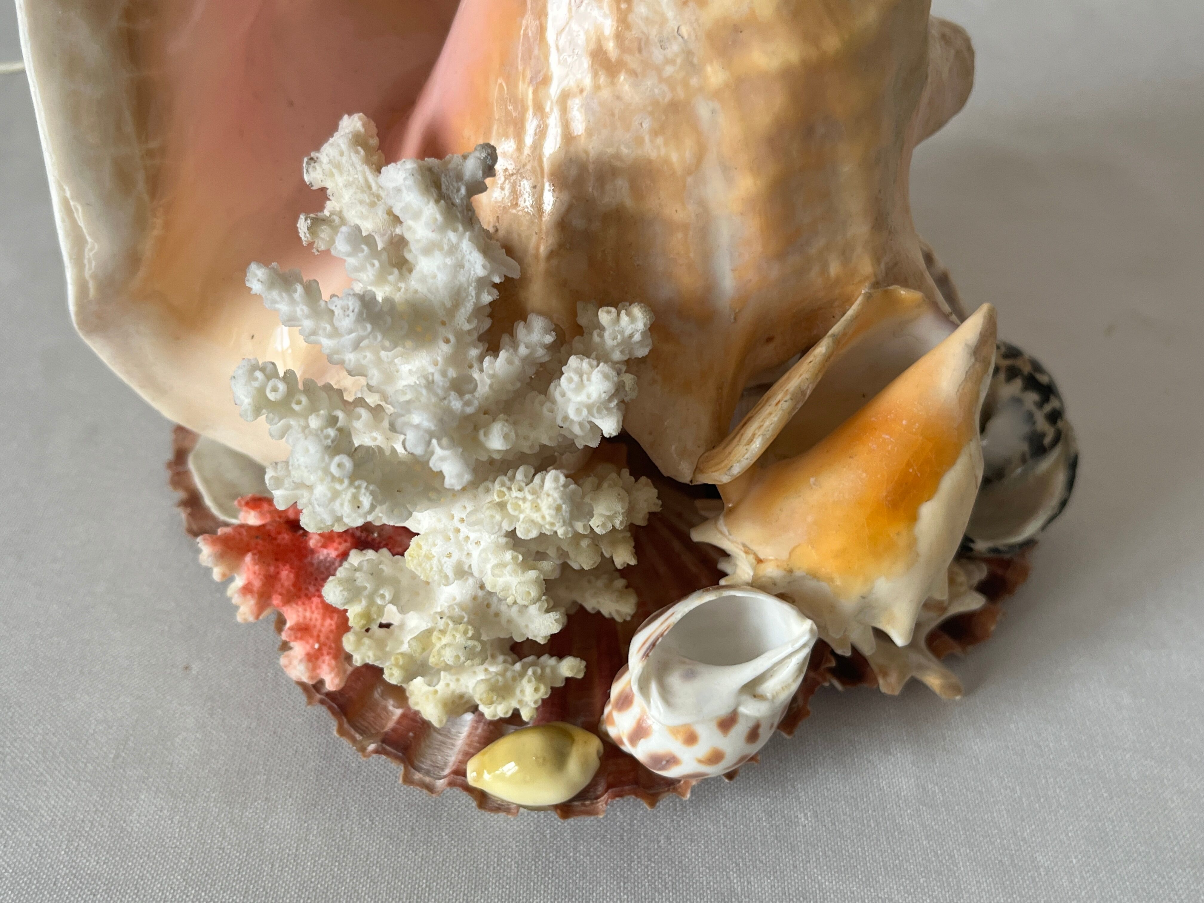 Lamp night light shell conch 1950 cabinet of curiosities seaside