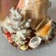 Lamp night light shell conch 1950 cabinet of curiosities seaside