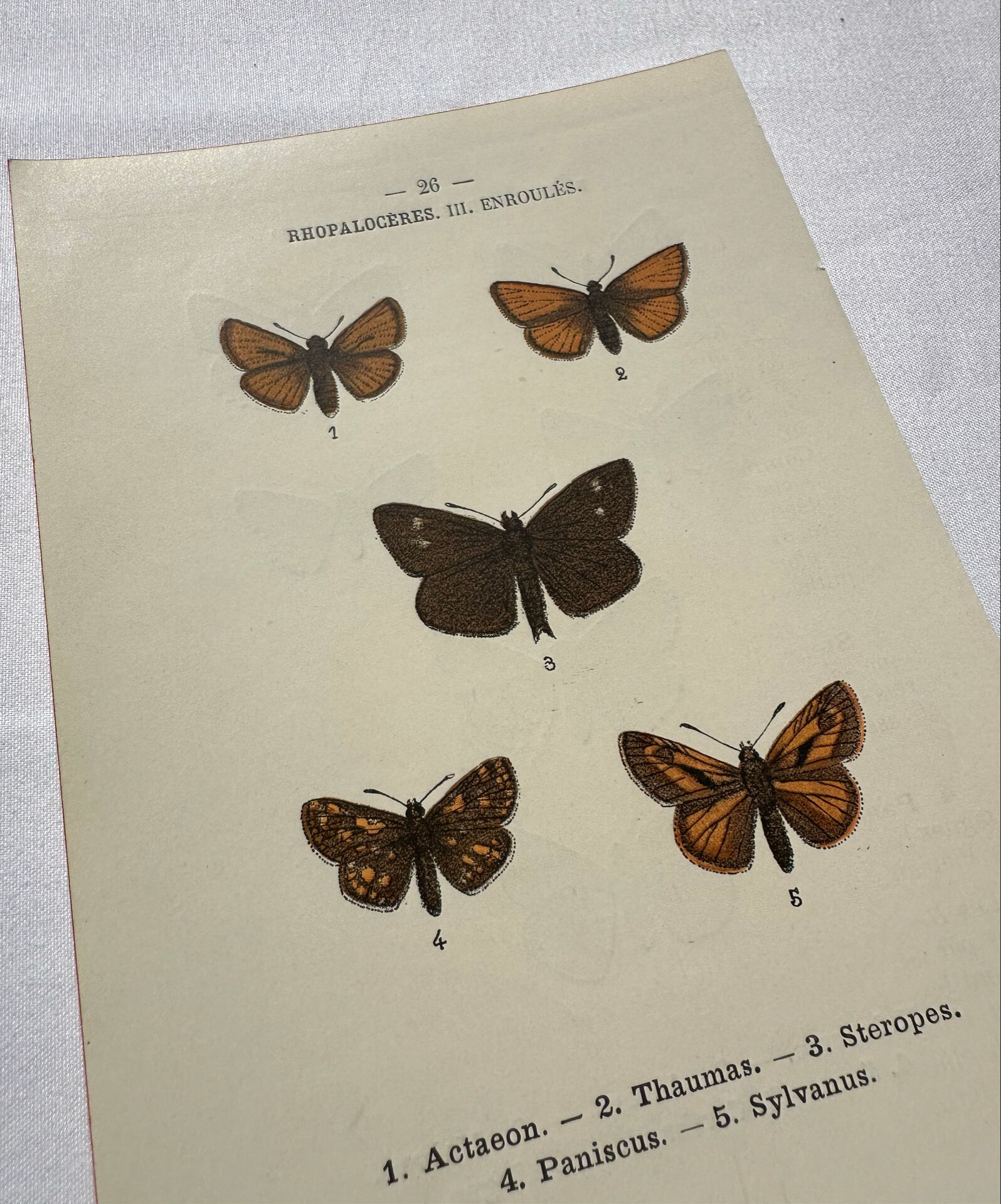 Botanical Plate 1800 Old naturalist engraving 19th century double-sided