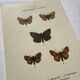 Botanical Plate 1800 Old naturalist engraving 19th century double-sided