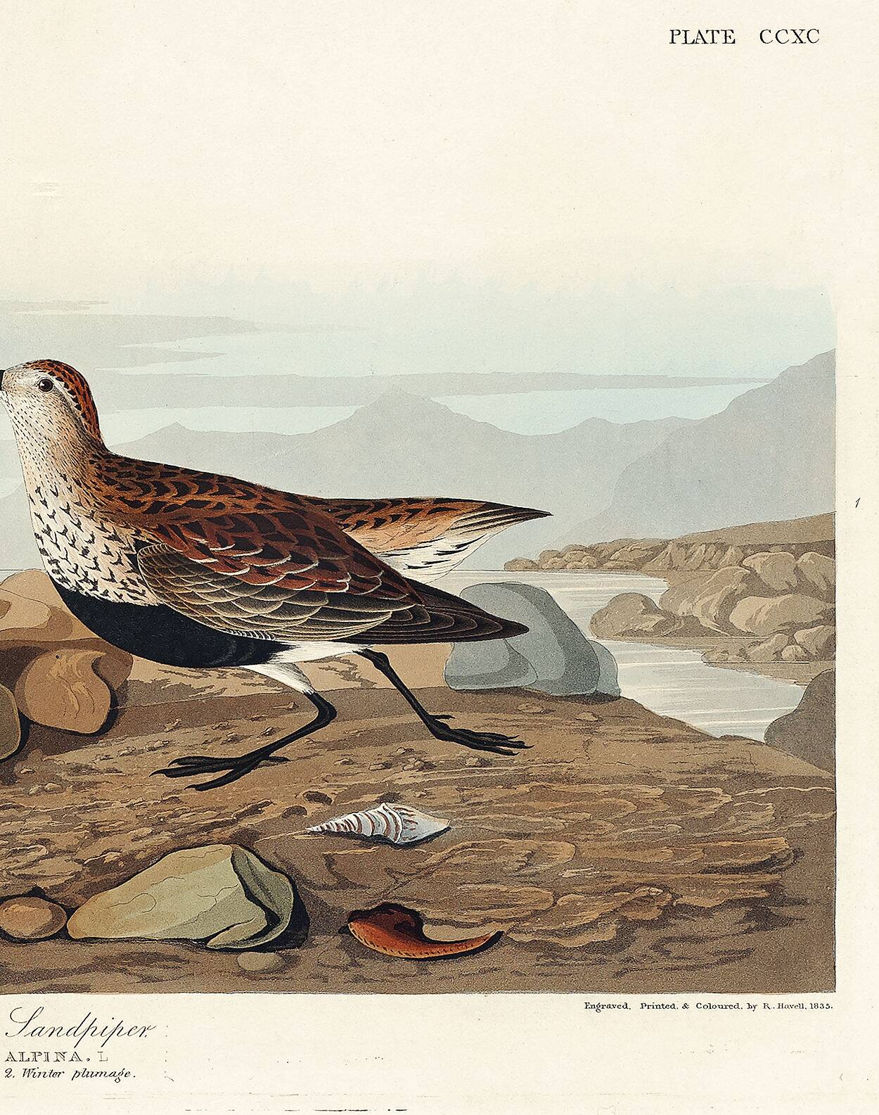 Poster about the Dunlin, based on an old engraving from 1827.