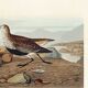 Poster about the Dunlin, based on an old engraving from 1827.