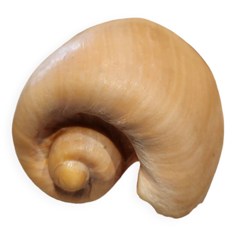 cymbium olla shell