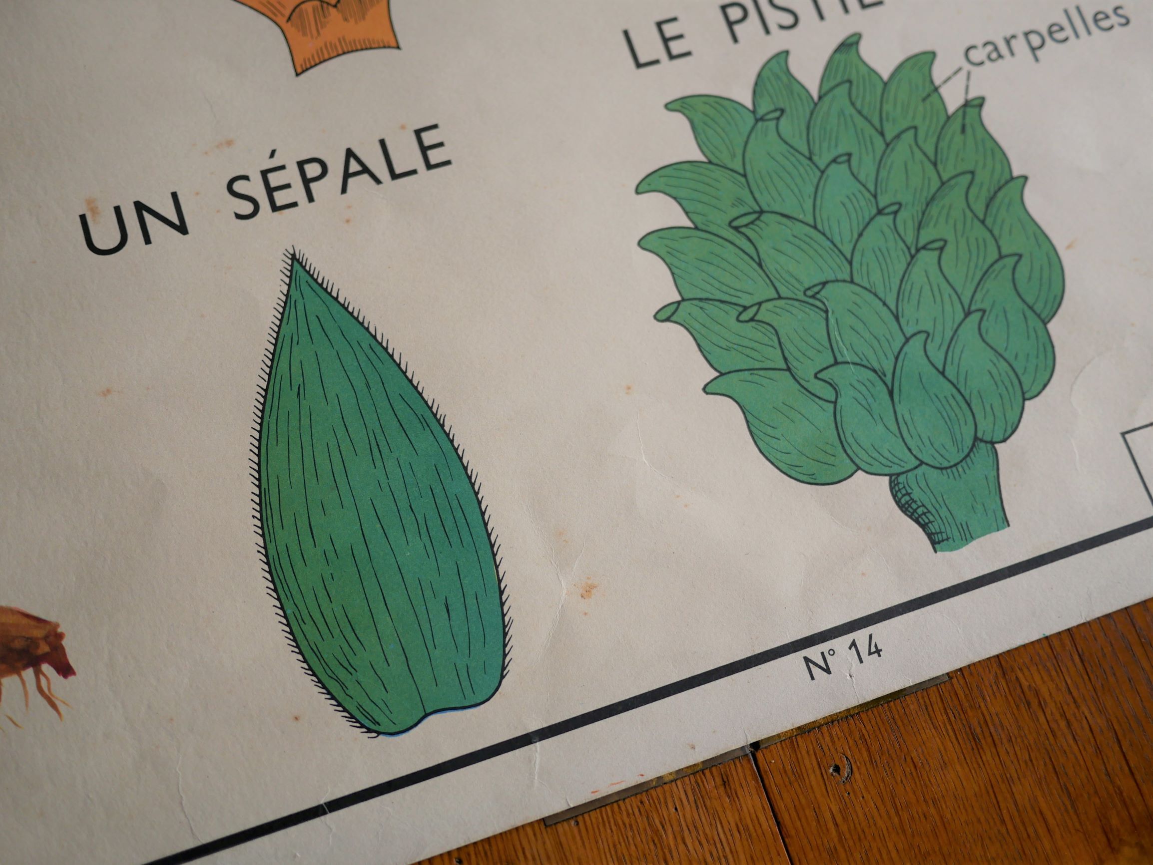 Vintage school botanical poster "La Tulipe" - "The Golden Button"