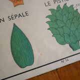 Vintage school botanical poster "La Tulipe" - "The Golden Button"