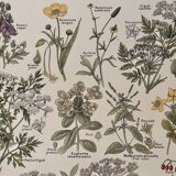 Lithograph on poisonous plants - 1920