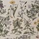 Lithograph on poisonous plants - 1920