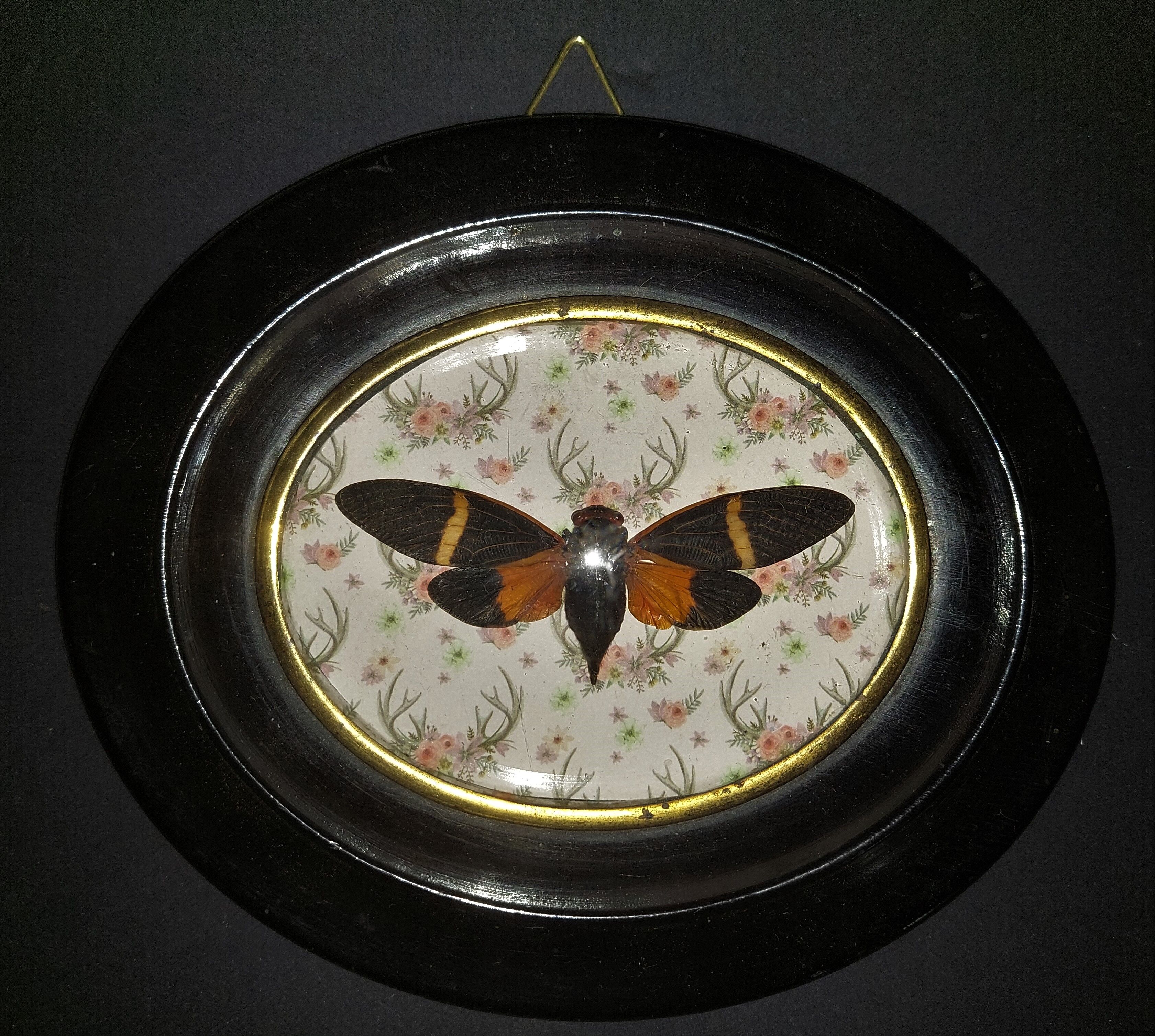 Natural History Entomology oval frame with cicada tosena paviei