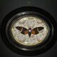 Natural History Entomology oval frame with cicada tosena paviei