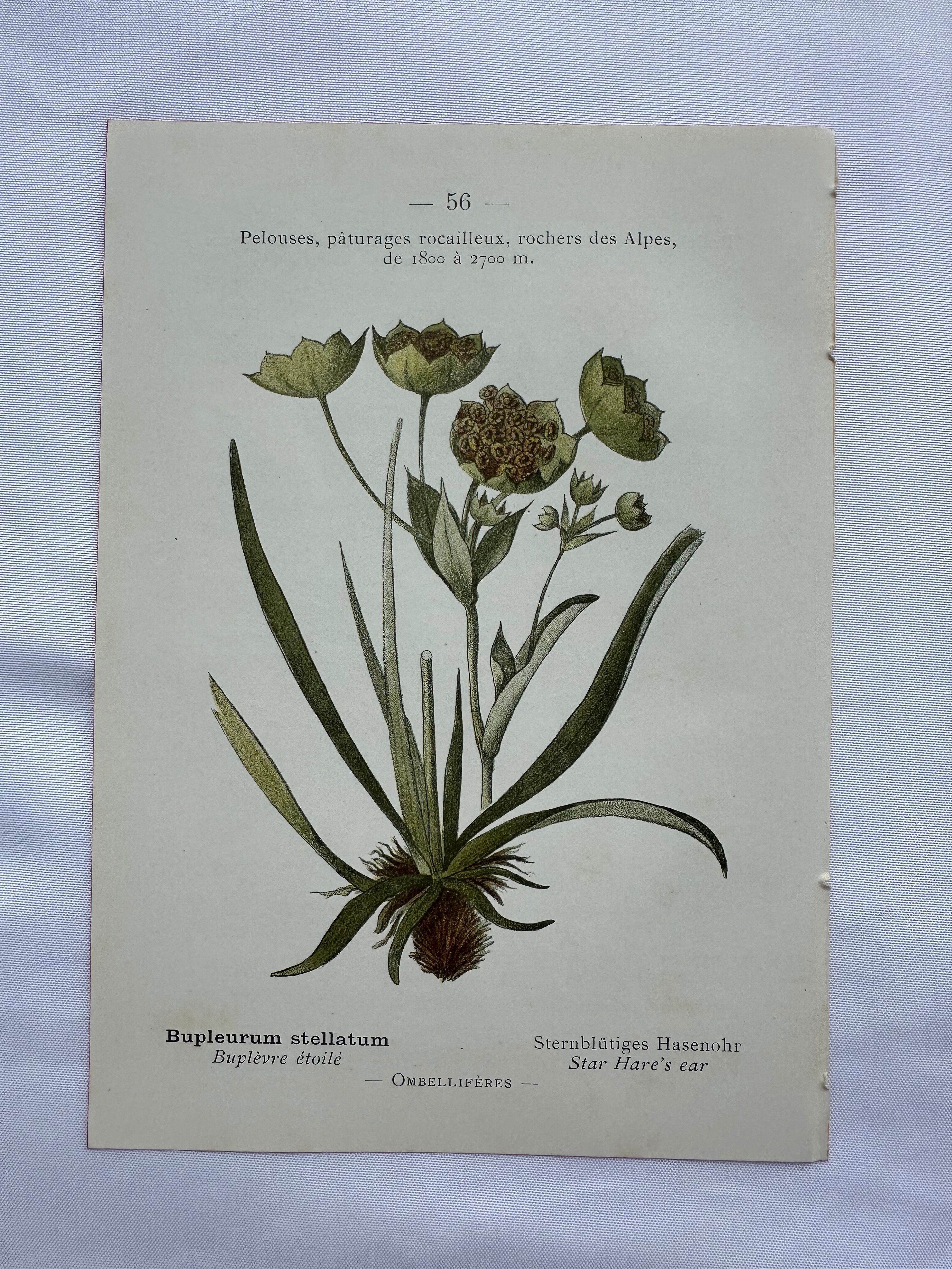 Naturalist plate lithograph old flowers