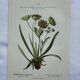 Naturalist plate lithograph old flowers