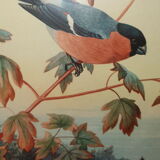 Gravure ornithologique