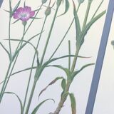 Lot of 3 vintage botanical plates from 1978 - including Githagorés - Illustration of wild flowers