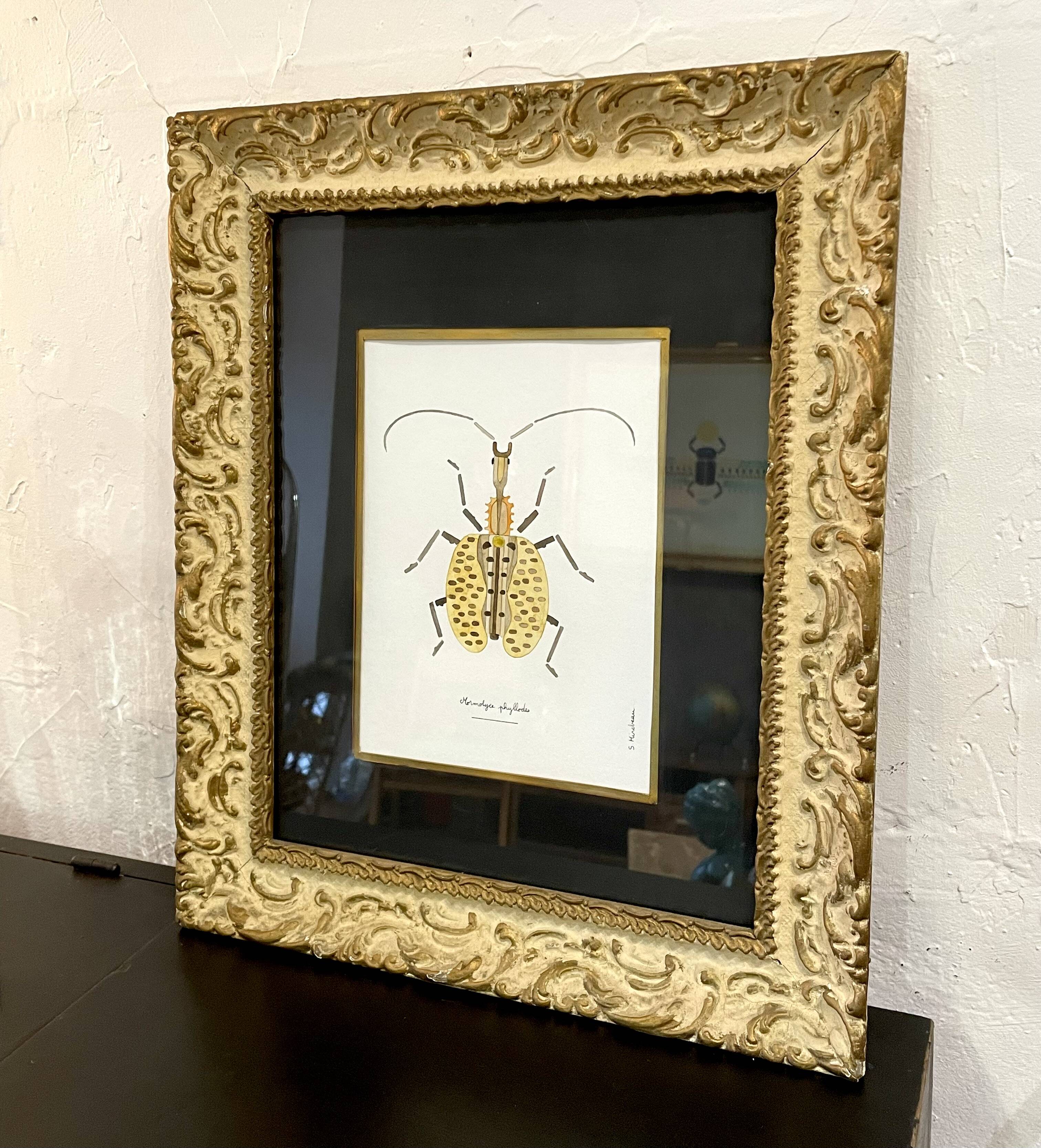 Insect frame