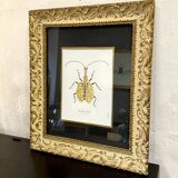 Insect frame