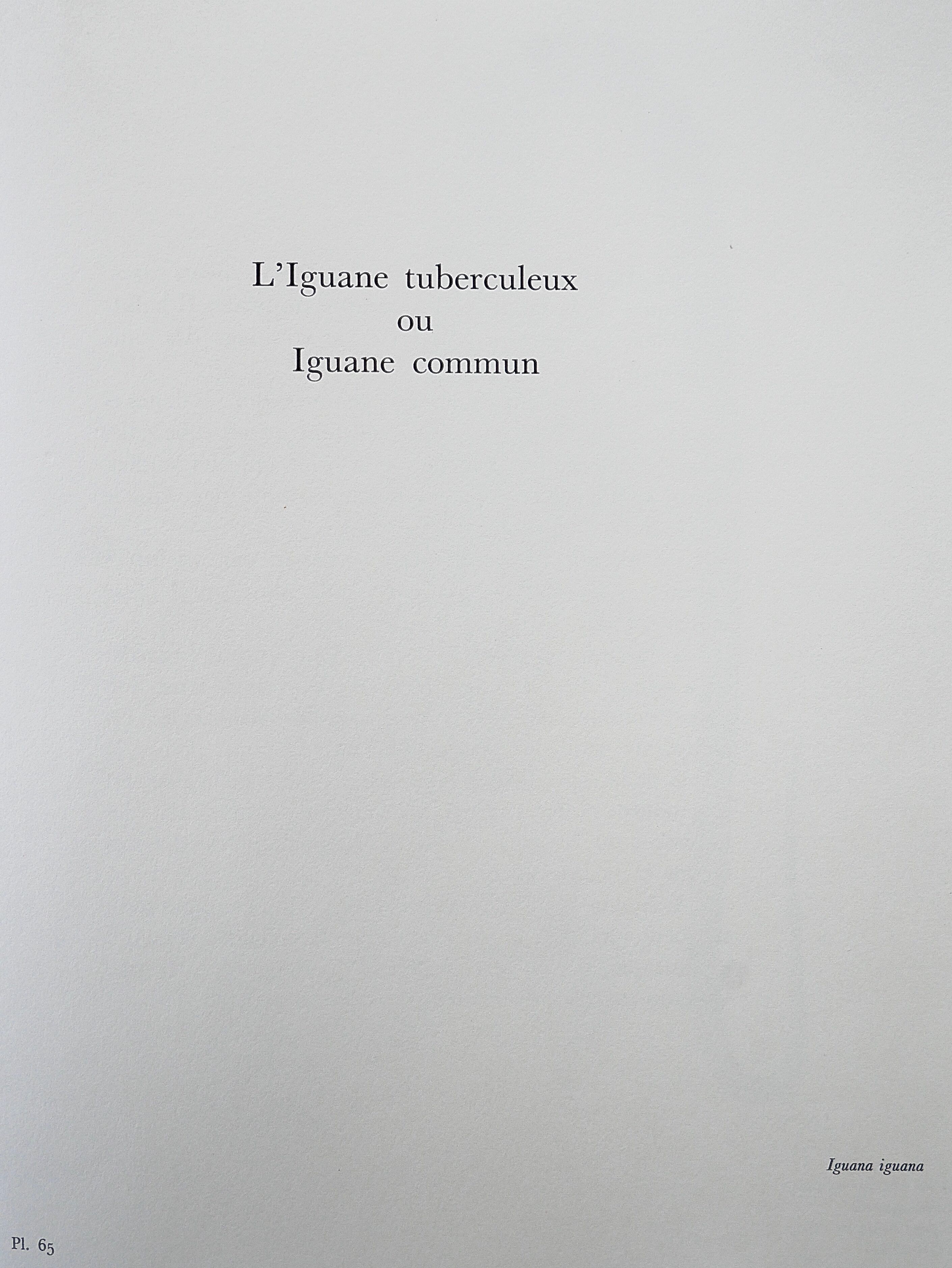 Bestiary Iguane board