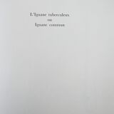 Bestiary Iguane board