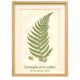 Antique botanical engraving, 1889 - Mountain herbs by A. Pratt - plate