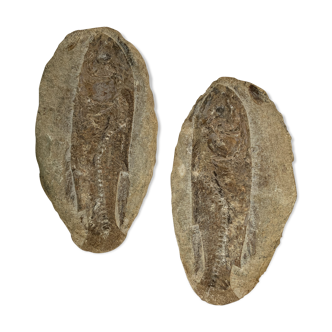 Fish fossil