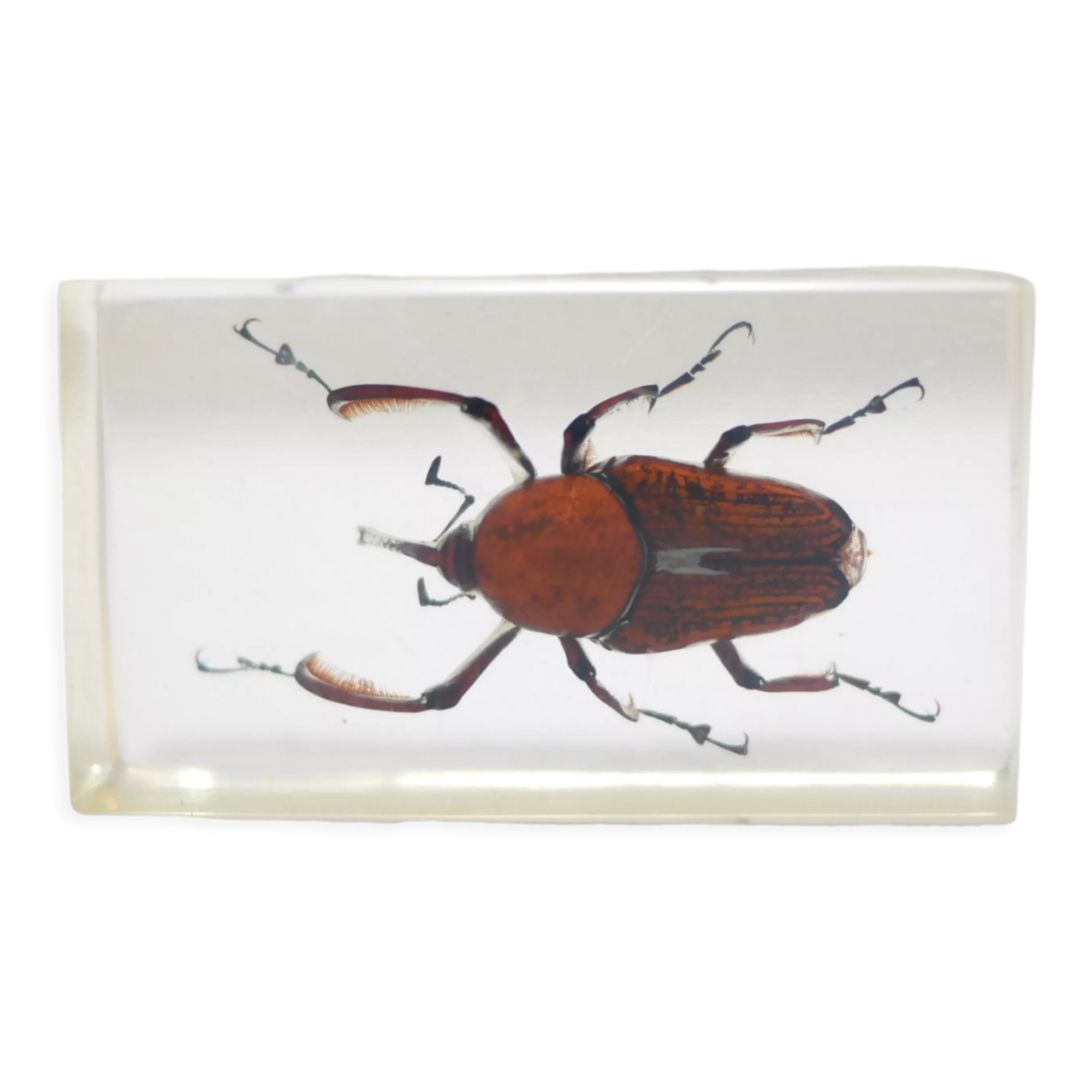 Vintage resin insect