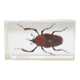 Vintage resin insect