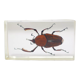 Insecte résine vintage