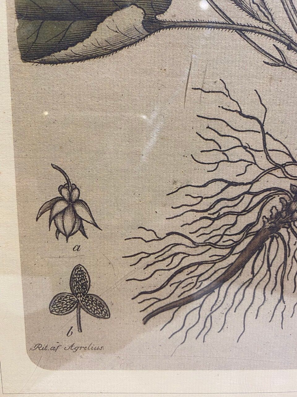 Two framed botanical boards, violets and chrysanthemums