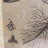 Two framed botanical boards, violets and chrysanthemums