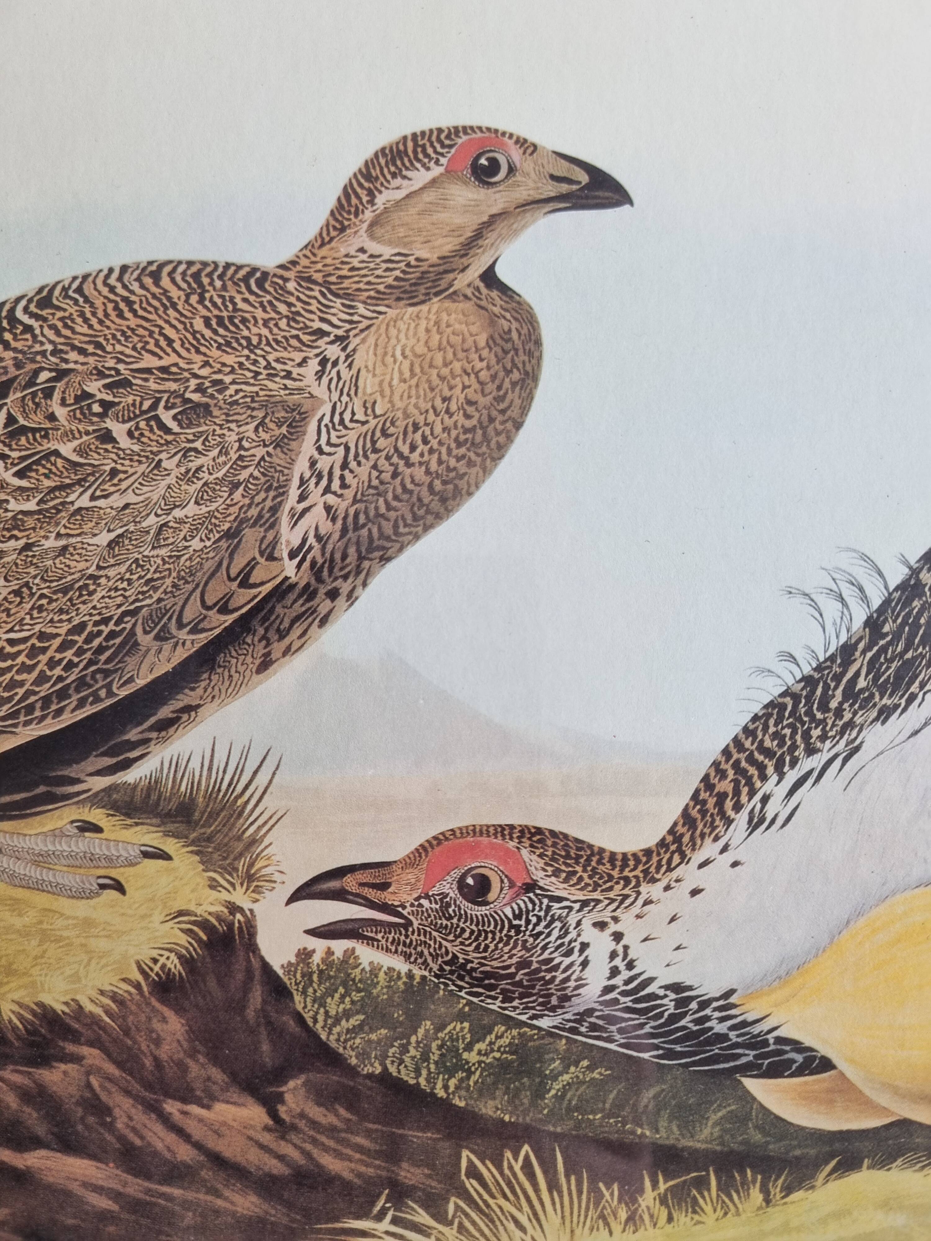 Vintage reproduction after Jean-Jacques Audubon, ornithology, Poule des armoises