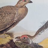Vintage reproduction after Jean-Jacques Audubon, ornithology, Poule des armoises