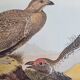 Reproduction vintage d'après Jean-Jacques Audubon, ornithologie, Poule des armoises