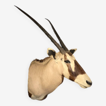 Oryxhead in cape / antelope / gazelle hunting trophy, taxidermy