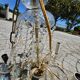 Antique chandelier with glass and crystal pendants, 5 lights, Venetian style.