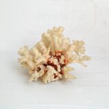 White coral