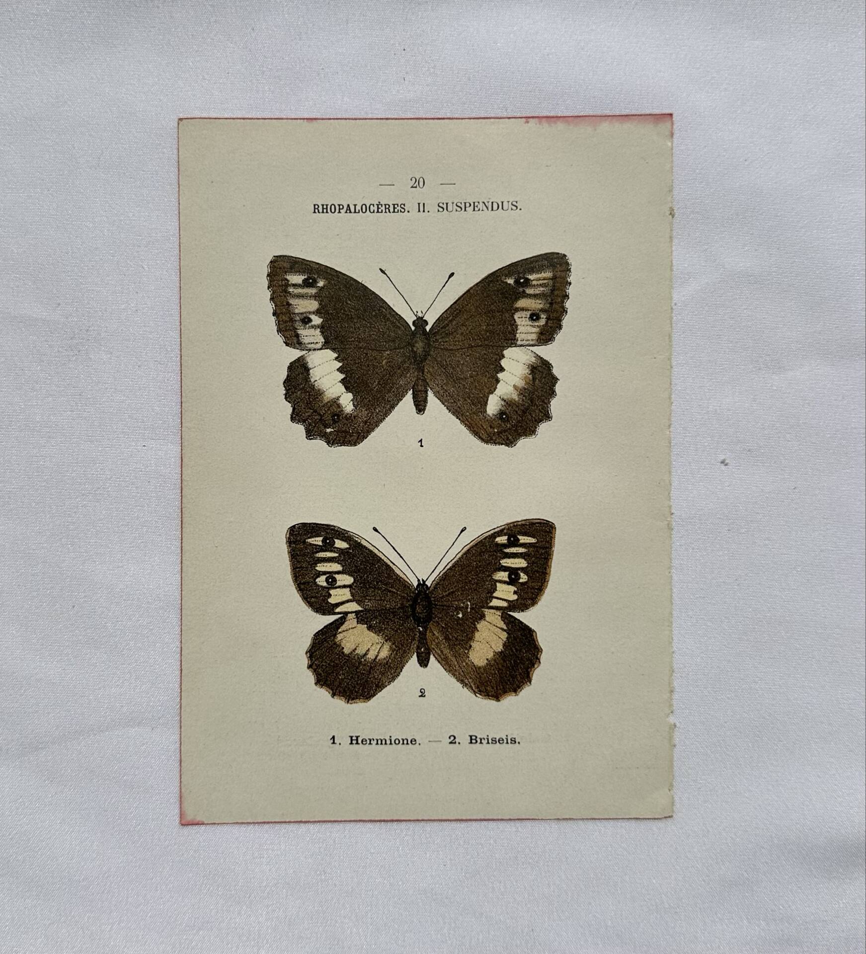 Botanical engraving double-sided butterflies naturalist plate etching