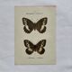 Botanical engraving double-sided butterflies naturalist plate etching
