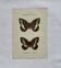 Botanical engraving double-sided butterflies naturalist plate etching